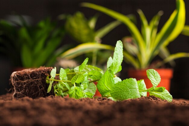 Jak stymulatory wzrostu roślin mogą przyczynić się do zrównoważonego rolnictwa